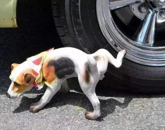 狗尿溅上轮胎，车主抄砖头堵狗主人，你今天不擦，咱俩没完！