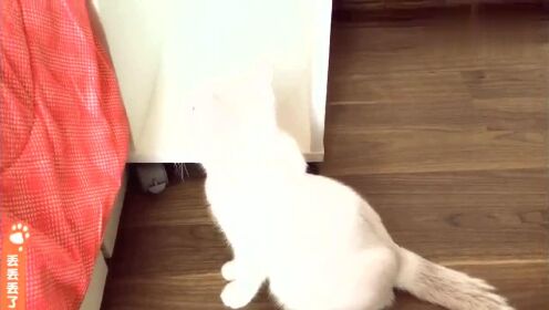 猫咪贴着门缝蹭空调,主子们到底在享受什么 猫咪贴着门缝蹭空调,主子们到底在享受什么