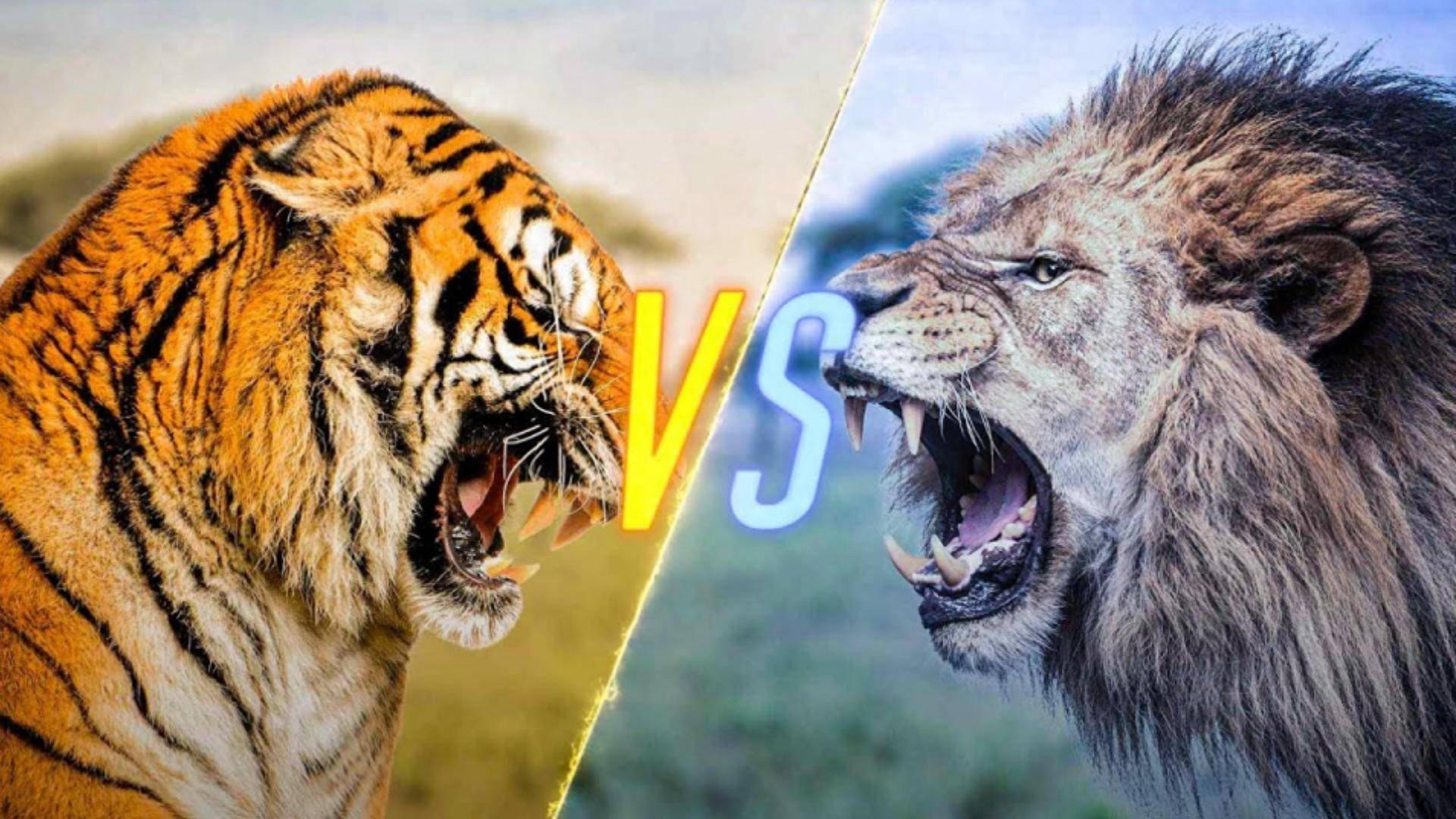 老鹰VS灰熊直播,当天空霸主撞上丛林巨兽,这场跨物种对决到底有多野? 老鹰VS灰熊直播,当天空霸主撞上丛林巨兽,这场跨物种对决到底有多野?